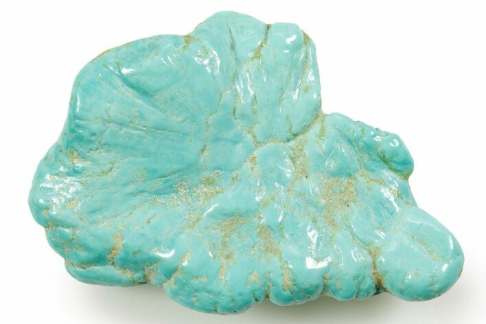 Polished Chilean Turquoise ( grams) Nugget #373284